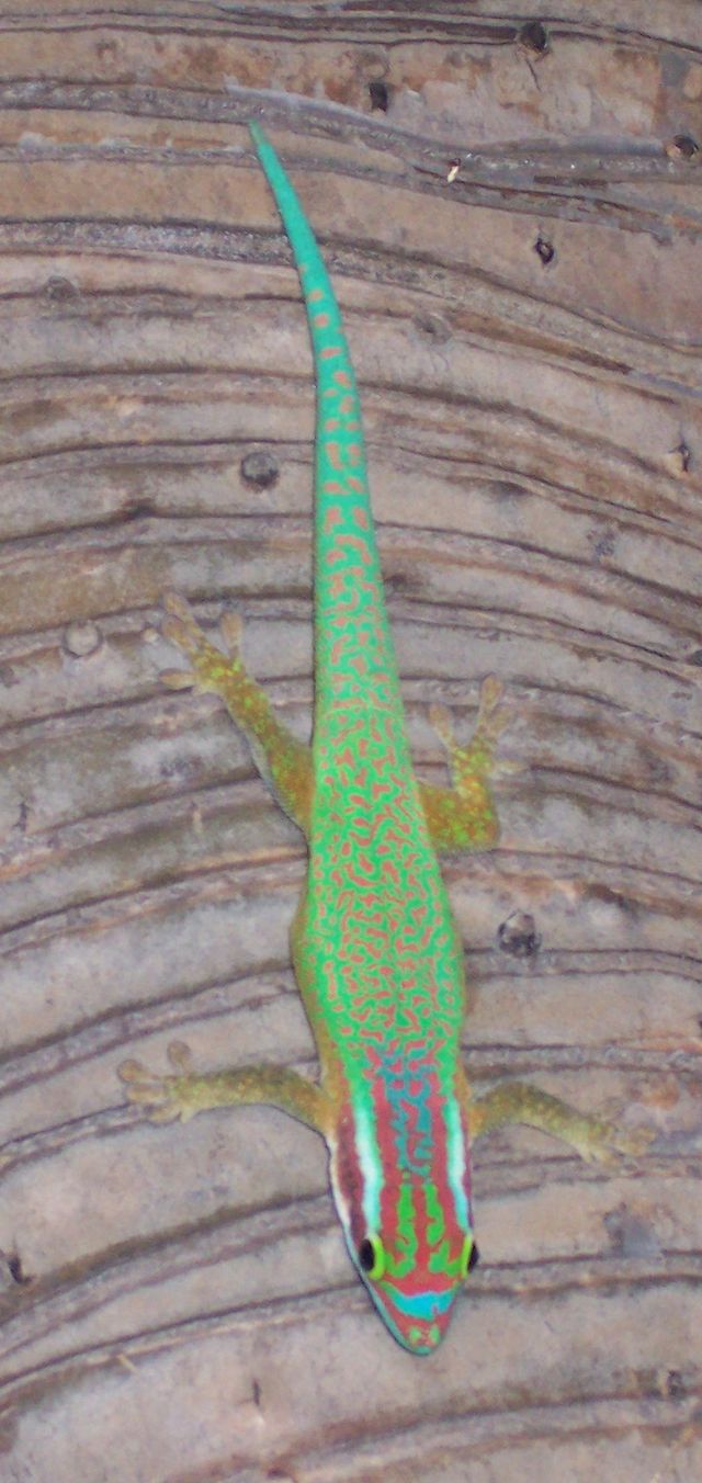 Description de l'image Phelsuma inexpectata 02.JPG.