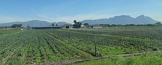 Philippi Horticultural Suburb of Cape Town