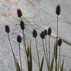 Phleum alpinum