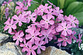 Phlox sibirica