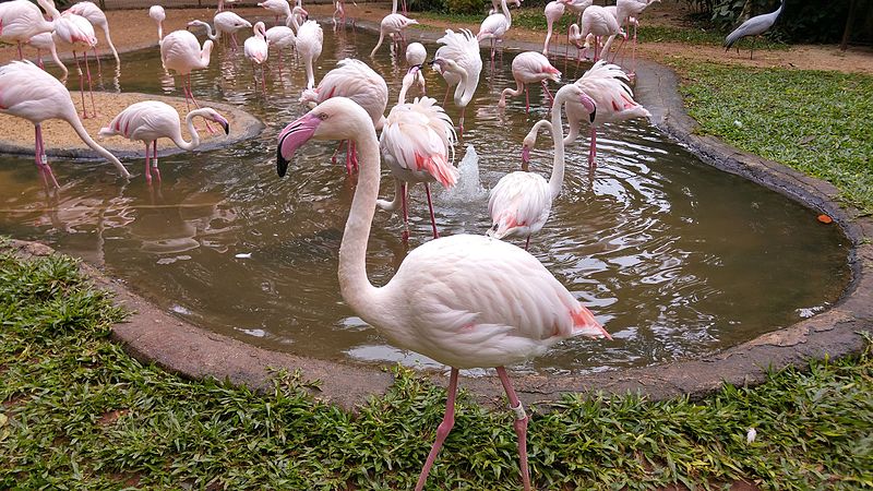 File:Phoenicopterus roseus 01.jpg