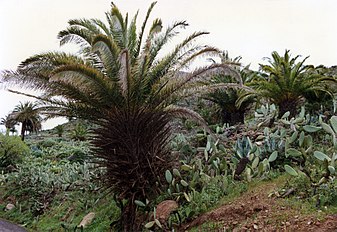 North of Playa de Santiago