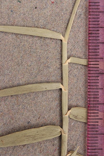 File:Phragmites mauritianus 15691577.jpg