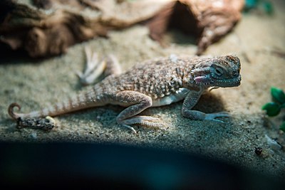 Круглоголовка. Phrynocephalus mystaceus. Хентаунская круглоголовка. Сетчатая круглоголовка. Агама круглоголовка.