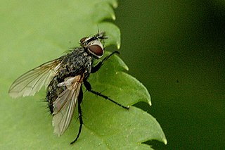 <i>Phryxe</i> Genus of flies
