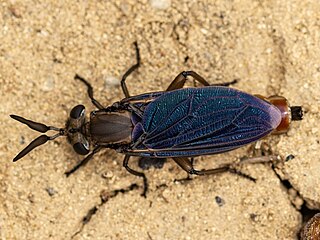 <i>Phyllomydas</i> Genus of flies