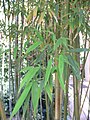 Phyllostachys nigra var henonis