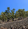 * Nomination Pinus canariensis (Canary Island pine) at the Ruta de los Volcanes on the western slope of the Pico Birogoyo, La Palma --Llez 05:55, 18 May 2019 (UTC) * Promotion  Support Good quality. --Manfred Kuzel 06:20, 18 May 2019 (UTC)