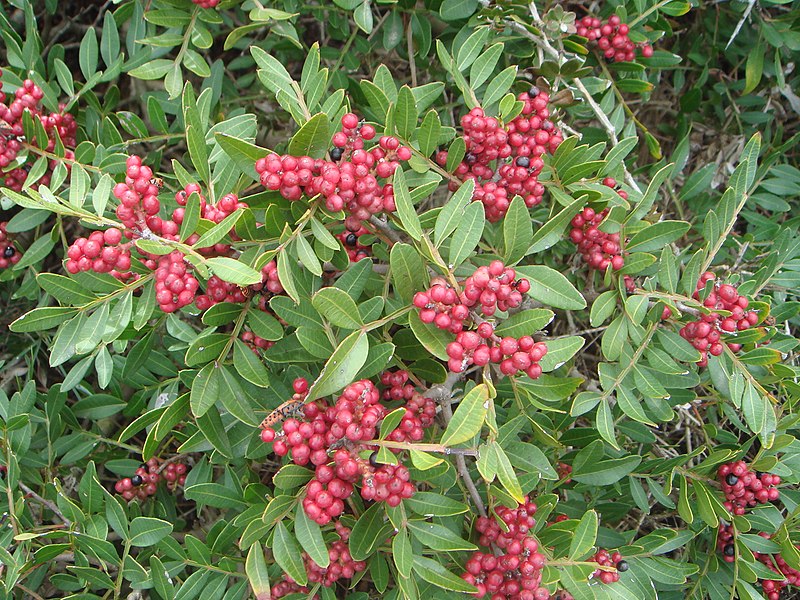 File:Pistacia lentiscus c.JPG