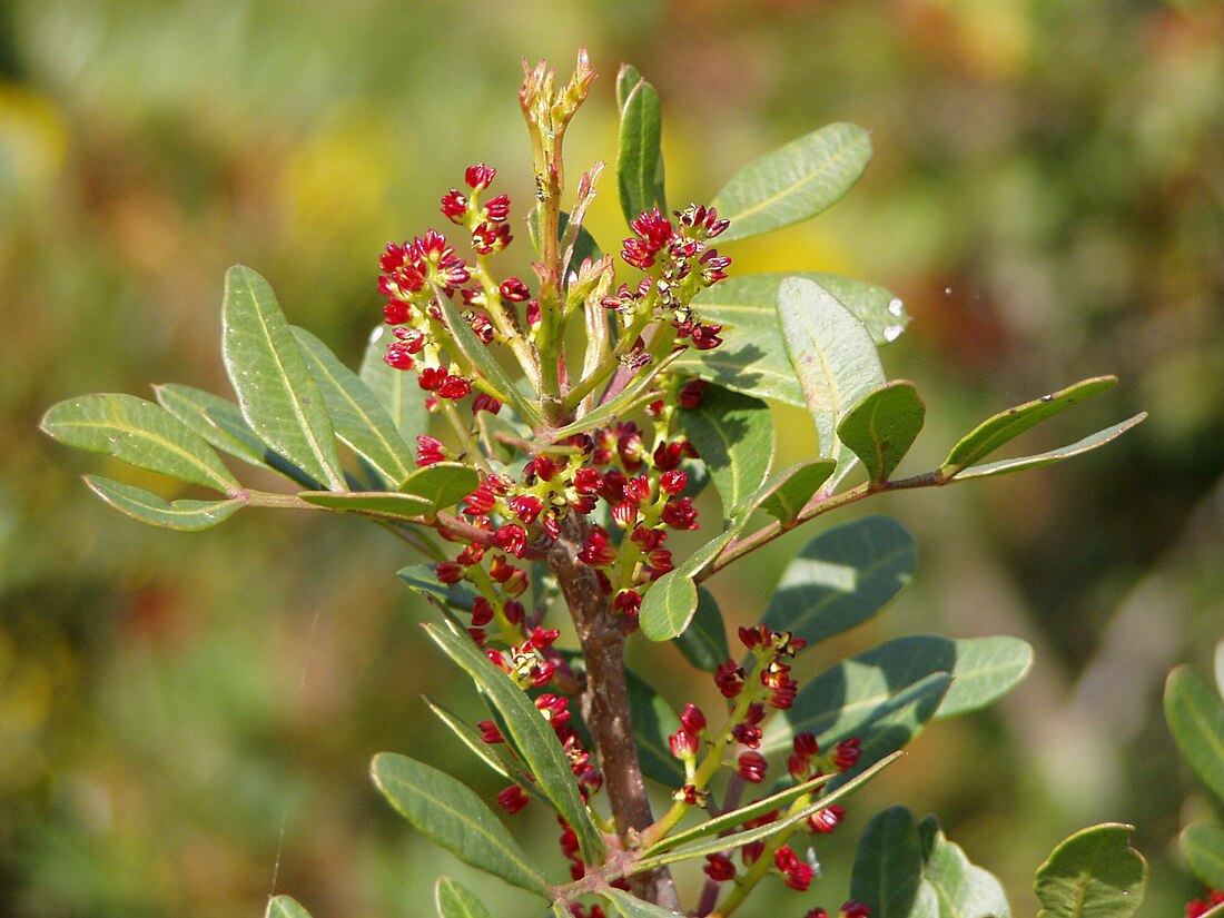 Pistacia