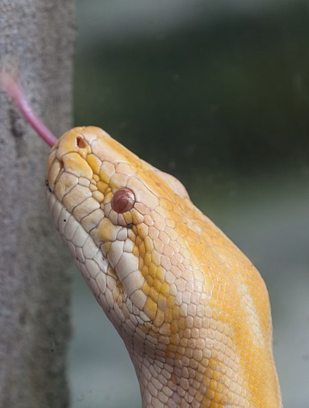 Tập_tin:Pitón_de_la_India_(Python_molurus),_Zoo_de_Ciudad_Ho_Chi_Minh,_Vietnam,_2013-08-14,_DD_02.JPG