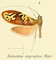 Nemophora engraptes (Adelinae)