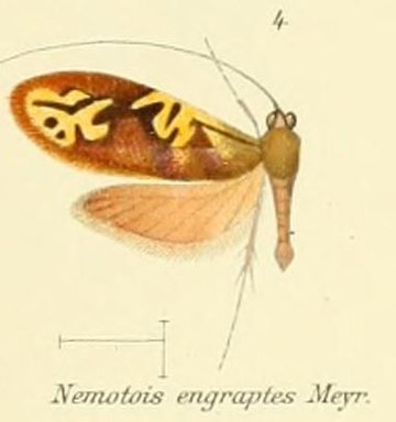 Nemophora