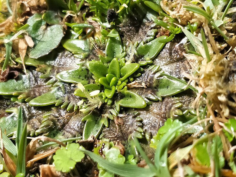 File:Plantago triandra flowering 176649858.jpeg