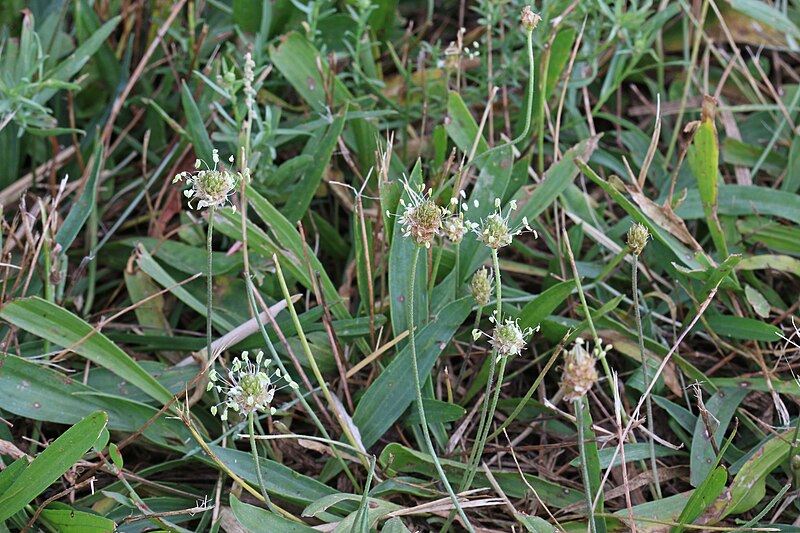 File:Plantago tweedyi in Utah.jpg