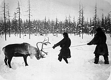 Siberians capturing a reindeer Poimali olenia.jpg