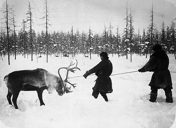 Siberians capturing a reindeer