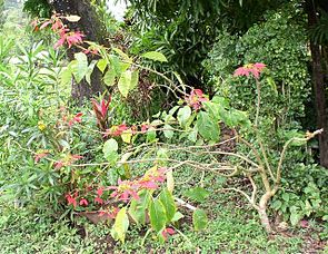 Weihnachtsstern (Euphorbia pulcherrima) in Belize