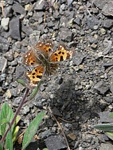 Polygonia oreas