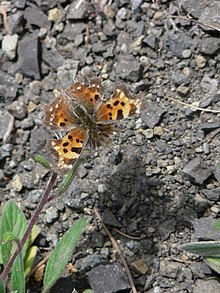 Polygonia oreas 17047.JPG 