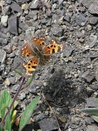 <i>Polygonia oreas</i> Species of butterfly