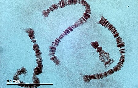Fail:Polytene chromosomes (26 2 97) Salivary glands of nonbiting midges larvae (Chironomidae).jpg