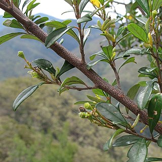 <i>Pomaderris gilmourii</i> Species of shrub