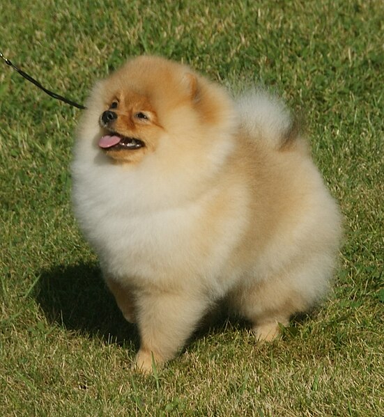 File:Pomeranian orange 1.jpg