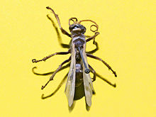 Pompilidae - Batozonellus lacerticida.JPG