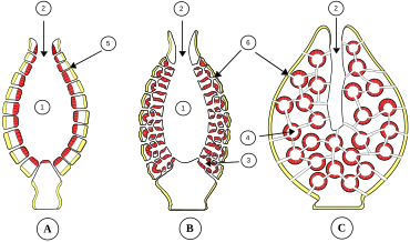 Struttura macroscopica dei Poriferi.A. tipo ascon B. tipo sycon C. tipo leucon     pinacociti      coanociti 1=spongocele; 2=osculo; 3=tubo radiale; 4=camera coanocitaria; 5=pori; 6=canali inalanti.