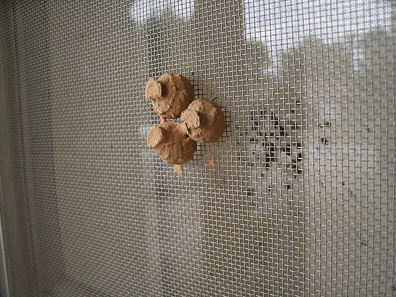 File:Potter's Wasp Nests.jpg