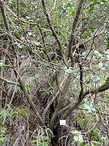 Pourthiaea villosa - Miyajima Alami Botanical Garden - DSC02336.JPG