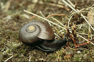 Powelliphanta marchanti, Taihape (?), 1986