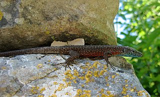 <span class="mw-page-title-main">Blue-throated keeled lizard</span> Species of lizard