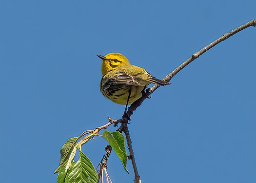 Prairie warbler in the Vale of Cashmere
