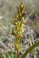 Prasophyllum colensoi New Zealand - Canterbury Tekapo