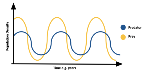 Predator prey curve.png