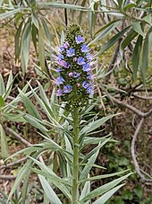 A flowering pride of Madeira, by Hale Creek and the Mary Stutz Path