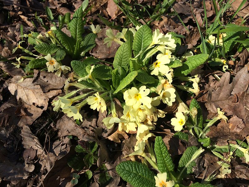 File:Primula vulgaris IMG 0290 priboj.JPG