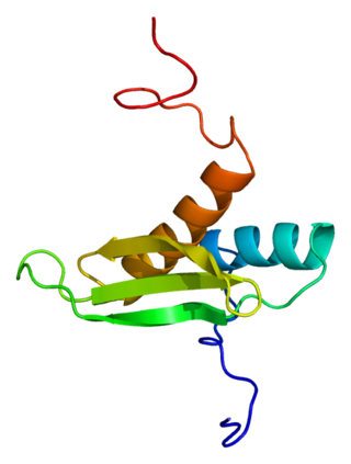 <span class="mw-page-title-main">Microprocessor complex subunit DGCR8</span> Protein-coding gene in the species Homo sapiens