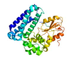 חלבון SPRY2 PDB 3BUM.png