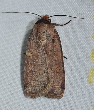 <i>Protolampra brunneicollis</i> Species of moth