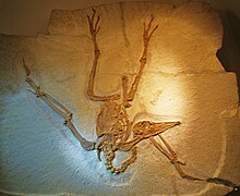 Cast at Aathal Dinosaur Museum Pseudocrypturus cercanaxius.JPG
