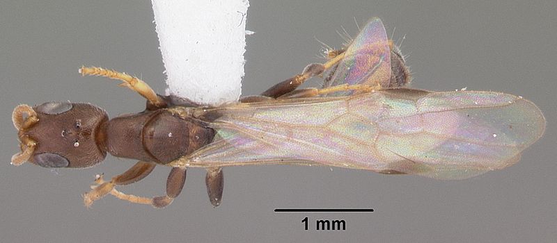 File:Pseudomyrmex cubaensis casent0103778 dorsal 1.jpg
