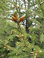 Pseudotsuga menziesii var. glauca