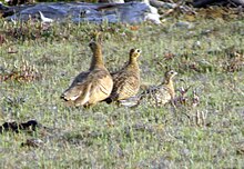 Family group with young Pterocles personatus 60788417.jpg