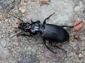 Pterostichus melanarius (Illiger, 1798)