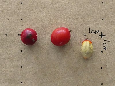 Fruits and seed
