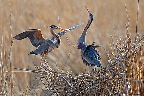 Ardea purpurea