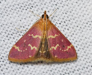 <i>Pyrausta signatalis</i> species of insect